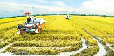 Farmers use combines on larger paddy fields in the Mekong delta (Photo: SGGP)