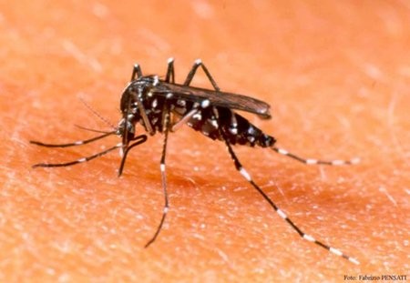 Dengue fever transmitted by mosquitoes more complicated.