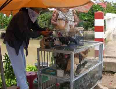 Live fowl being sold on Le Van Luong and Nguyen Van Linh Streets in district 7 (Photo: SGGP)