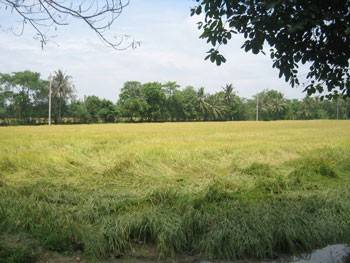 File photo of a rice field in the Mekong Delta (Photo: Khanh Huy)