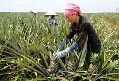 Cayen pineapple harvesting for export in Binh Chanh District in Ho Chi Minh City (Photo: SGGP)