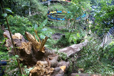 The century-old tree suddenly uprooted and fell down on a group of tourists (File)