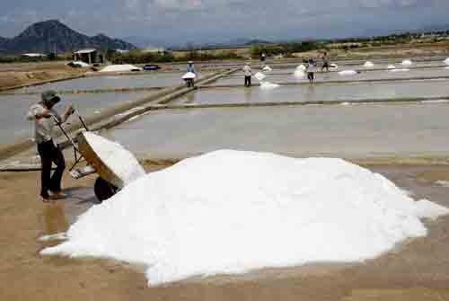 Salt making is very strenuous and the continually decreasing salt prices are discouraging people from working in this profession (Photo: U. Phuong)