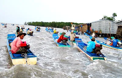 Cà Mau: “Nghêu tặc” lộng hành