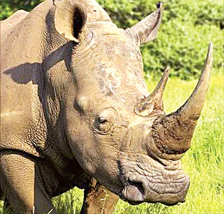 Sản xuất tế bào gốc 2 loài sắp tuyệt chủng