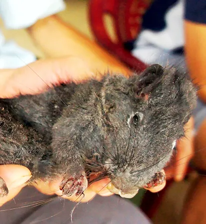 Chuột đá ở Bản Ón