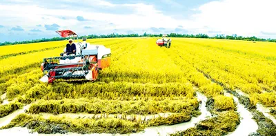 Cú hích từ cánh đồng mẫu lớn