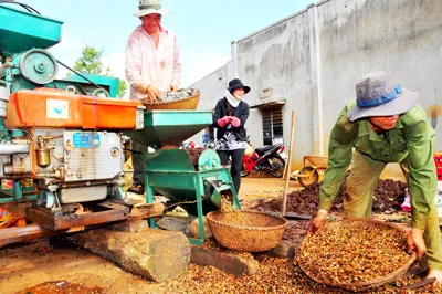 Vụ nguy cơ mất thương hiệu cà phê Buôn Ma Thuột - Sai một li đi... ngàn dặm