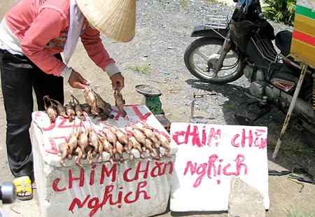 Long An: Chim thịt xuống đường