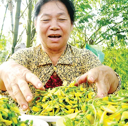 Bà Trần Thị Thắm, 63 tuổi, ở xã Vĩnh Bình, huyện Châu Thành, tỉnh An Giang mỗi ngày hái được 3 - 4kg bông điên điển bán với giá 25.000 - 30.000 đồng/kg.