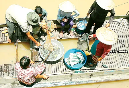 Cá linh non mùa lũ được người dân Châu Đốc thu hoạch và bán ngay tại ghe.