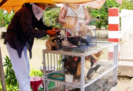 Gia cầm sống vẫn được buôn bán thoải mái tại góc đường Lê Văn Lương - Nguyễn Văn Linh, TPHCM. Ảnh: Q.Chi