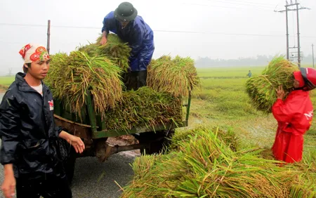Nông dân Hà Tĩnh gặt lúa chạy bão, lũ. Ảnh: D. Quang