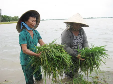 Đồng Tháp chống chọi lũ lớn ảnh 5