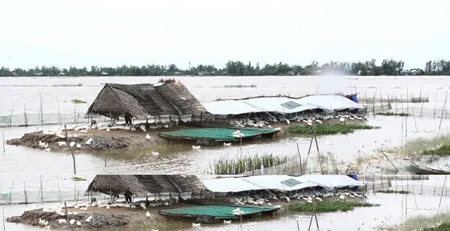 Chống chọi bão số 5, cứu lúa hè thu