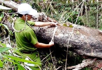 An official measuring the girth of a felled fragrant timber tree in Yok Don National Park (Photo: SGGP)