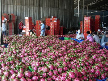 Binh Thuan Province is famous for Thanh Long or "Dragon" fruit. (Photo: KK)