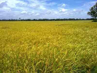 A paddy field in the Mekong Delta, the rice basket of Vietnam. The country wants to attract more investors in the agricultural sector (Photo: U. Phuong)
