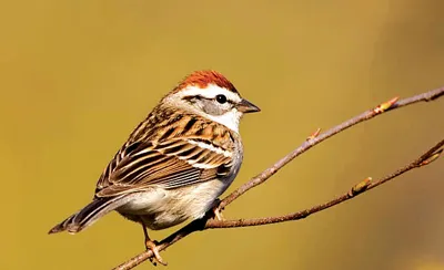 Người làm thơ về chim sẻ