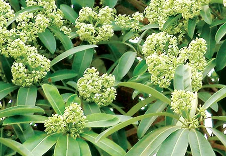 Hoa sữa. Ảnh: M.T.