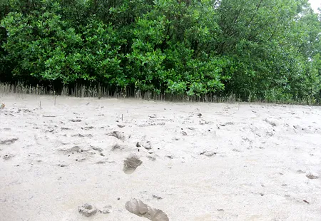 Phía dưới đụn đất này là xác con tàu 69.