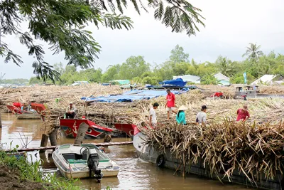Đồng bằng sông Cửu Long - Nông dân vùng mía chạy lũ “ngồi trên lửa”