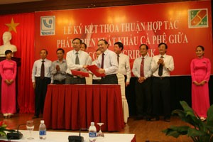 Agribank has pledged support of VND5 trillion at reasonable interest rates to local coffee firms. (Photo: SGGP)