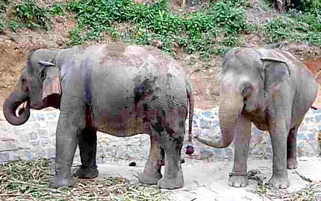 Hai con voi bị kẻ gian chặt đuôi lấy lông.