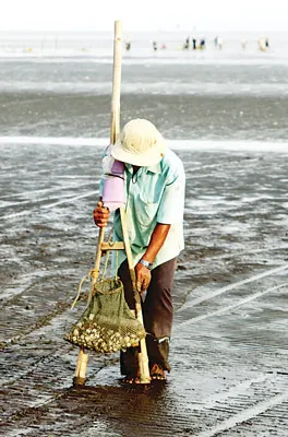 Cào nghêu.