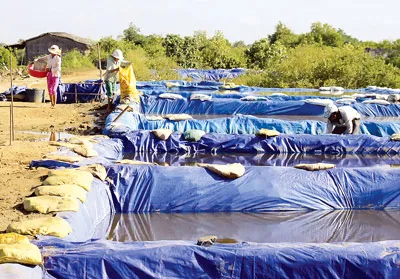Nuôi nghêu thịt.