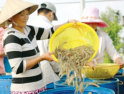 Phân loại tôm thẻ trắng tại xã Bình Khánh.