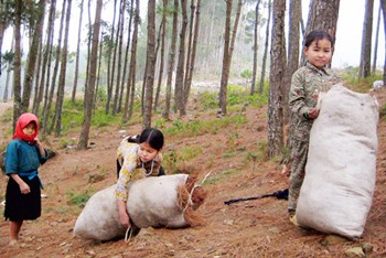 (File) Children picking pine cones to heat their homes in Meo Vac District of Ha Giang Province (Photo: SGGP)