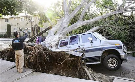 Nhiều chiếc xe bị hư hại do cây đổ đè lên