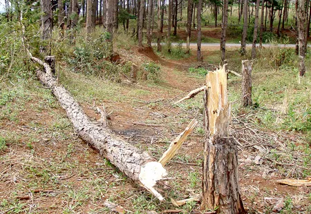 Lại chặt phá rừng thông
