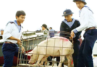 Heo được chuyển ra đảo tặng chiến sĩ ăn Tết.