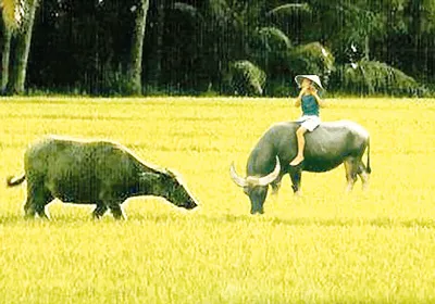 Về lại Tết quê