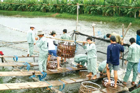 Chủ động khép kín từ vùng nguyên liệu nuôi trồng, chế biến thức ăn đến sản xuất ra thành phẩm xuất khẩu, Hùng Vương là đơn vị đầu tiên của cả nước đạt chứng nhận Global GAP và ASC (WWF)