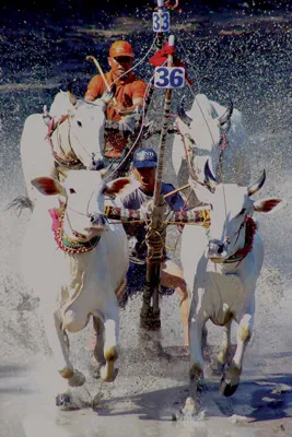 Đua bò - nét văn hóa đặc sắc của đồng bào Khmer vùng Bảy Núi, An Giang.