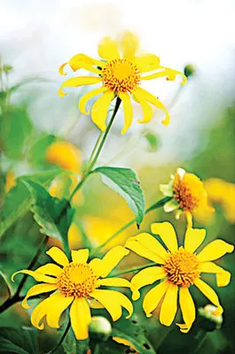 Mùa xuân này nói với em về hạnh phúc