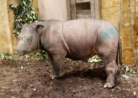 Tê giác Sumatra đứng trước nguy cơ tuyệt chủng