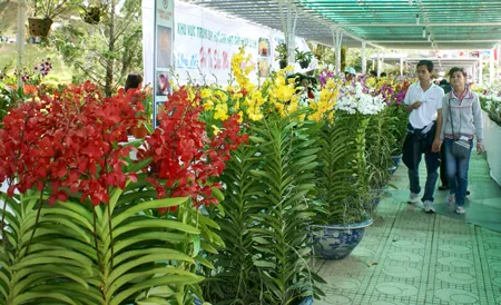 Tham quan hoa lan