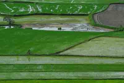 A lush rice field in the Mekong delta province of Kien Giang (Photo: U. Phuong)