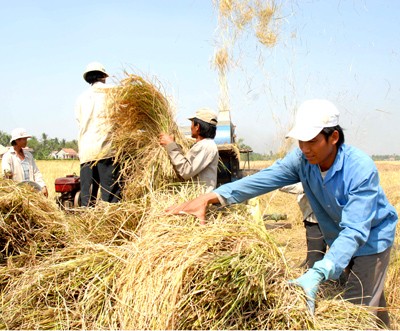 Vietnam will export 6.5-7 tons of rice in 2012. (Photo: SGGP)