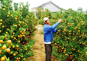 Kumquat growers are harvesting a bumper crop in the central region (Photo: SGGP)