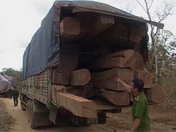One of the five trucks carrying illicit logs of wood (Photo: VNA)