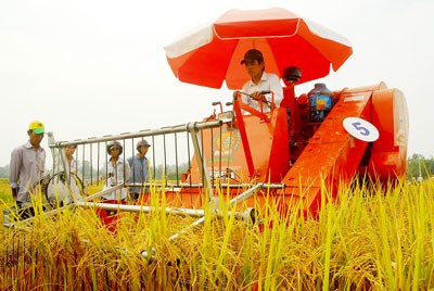 File photo shows rice harvest in the Mekong Delta