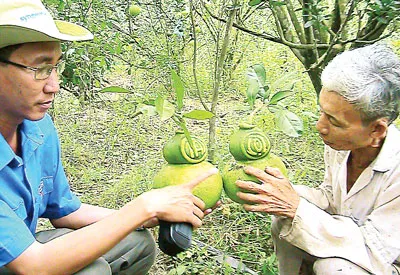 Ngất ngây với bưởi hồ lô