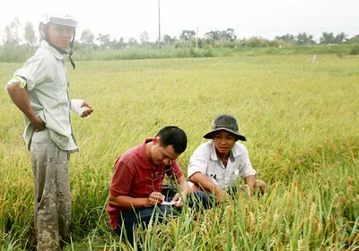 Người dân vào Khu công nghiệp Sông Hậu (Hậu Giang) trồng lúa.