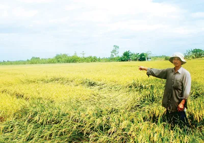 Làm gì để giữ 3,8 triệu ha đất lúa? Bài 1: Đã mất bao nhiêu bờ xôi ruộng mật?