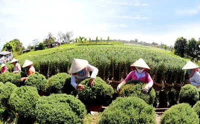 Người dân Sa Đéc chăm sóc vườn Cúc mâm xôi chuẩn bị phục vụ Tết Nhâm Thìn